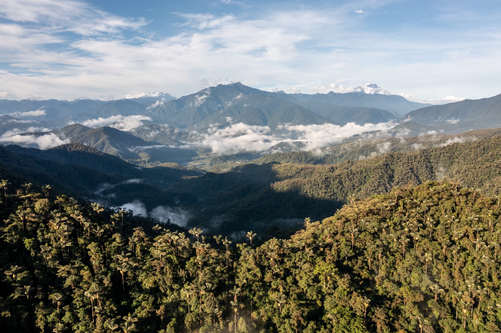 Nueva carretera ‘pone en riesgo la biodiversidad del Parque Nacional Llanganates’, advierte WWF