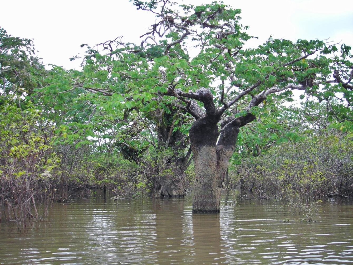 El 41 % de los árboles endémicos de la Amazonía de Ecuador están en alto riesgo de extinguirse, según estudio