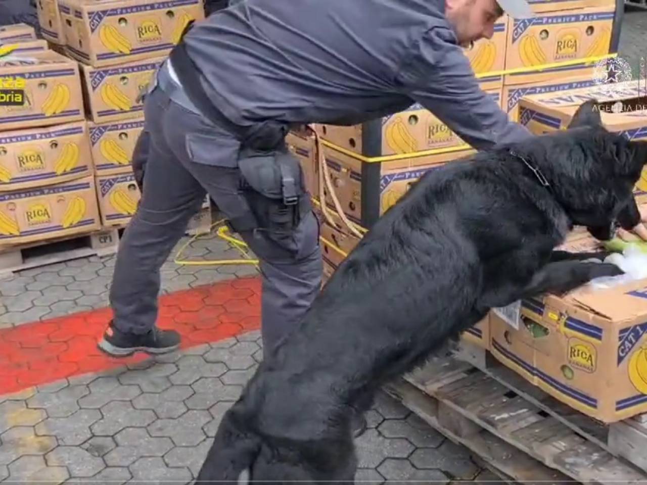 Incautan en Puerto de Italia un cargamento de cocaína procedente de Ecuador, valorado en hasta 40 millones de euros