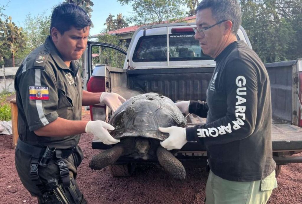 Conductor pagará gran multa por atropellar y matar a una tortuga gigante en Galápagos 3 Conductor pagará gran multa por atropellar y matar a una tortuga gigante en Galápagos