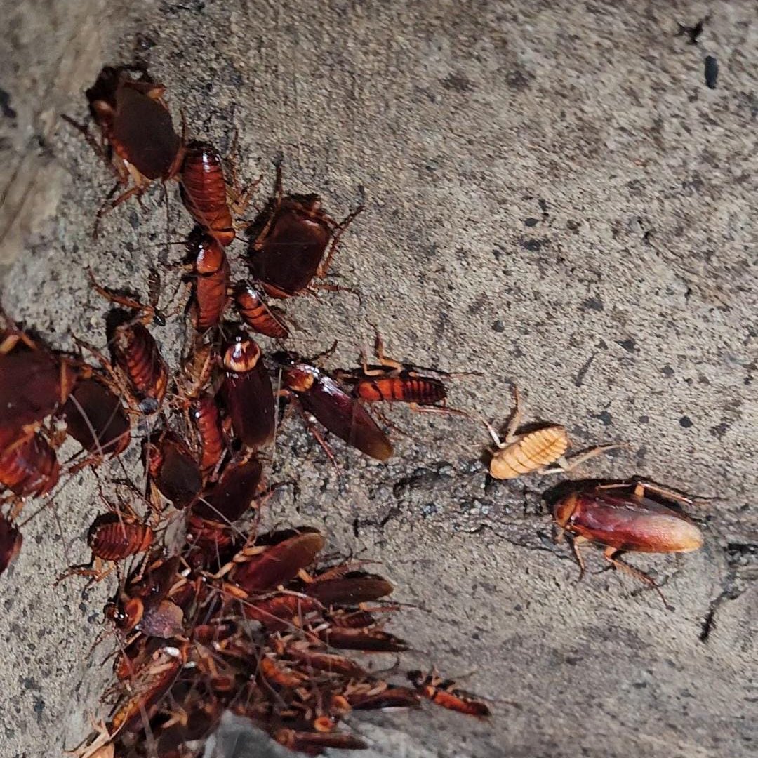 ¡Alerta! Clausuran chifa en Guayaquil por cucarachas y plagas