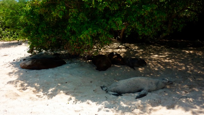 Ministerio de Ambiente cierra Playa Mann en Galápagos para proteger a lobos marinos