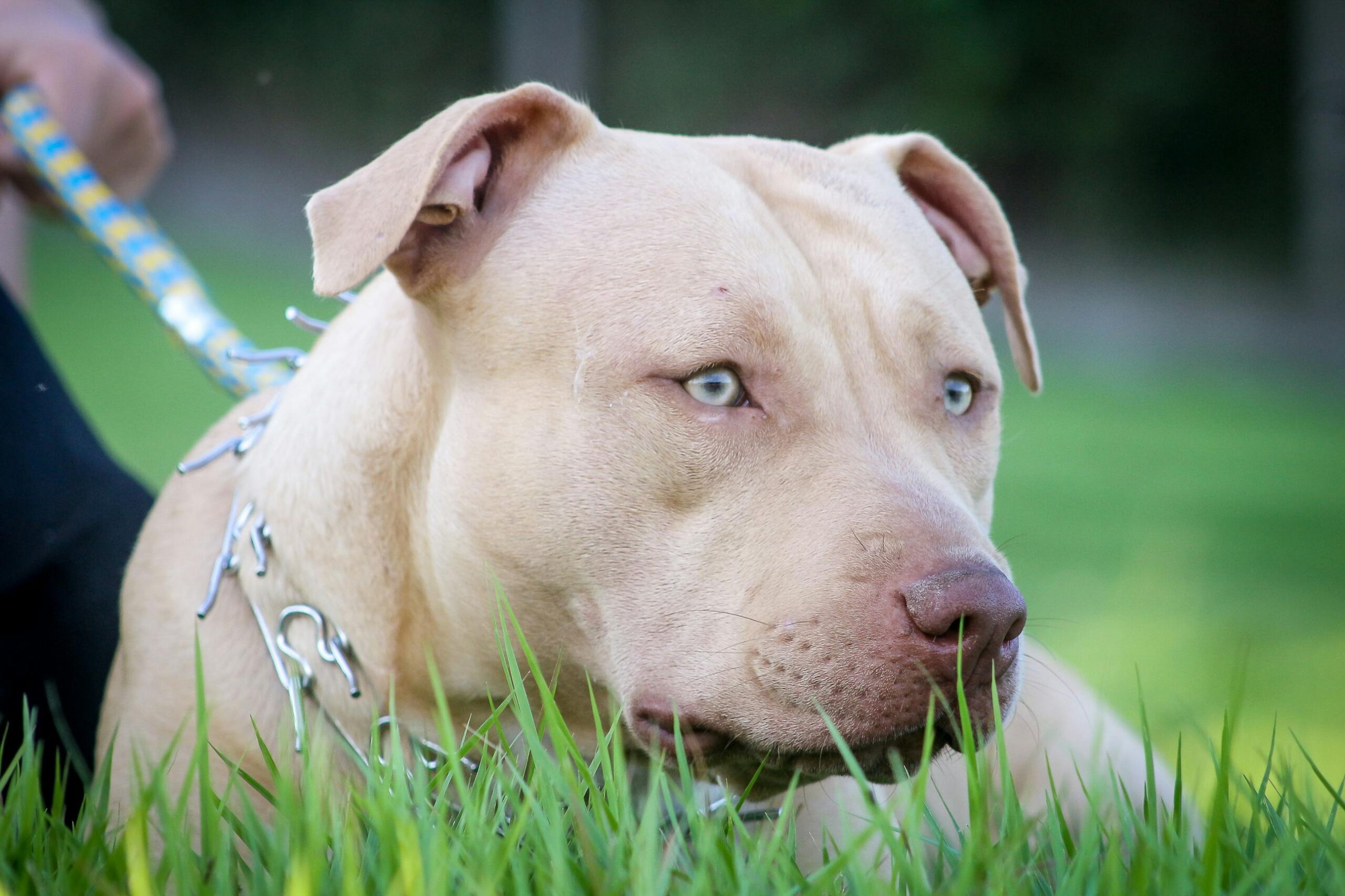 Muere mujer que fue atacada en Quito por un pitbull