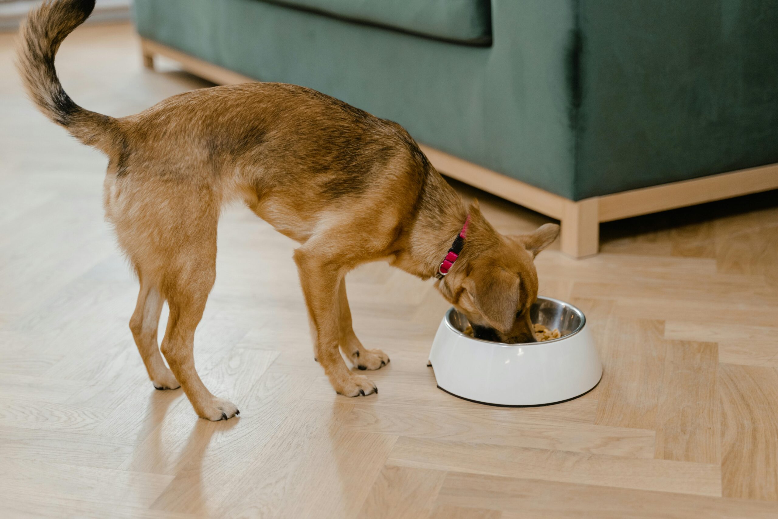SRI identificará productos que no son alimento nutricional de mascotas para aplicar eliminación del IVA
