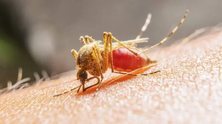 Confirman la muerte de 17 personas por dengue en Perú