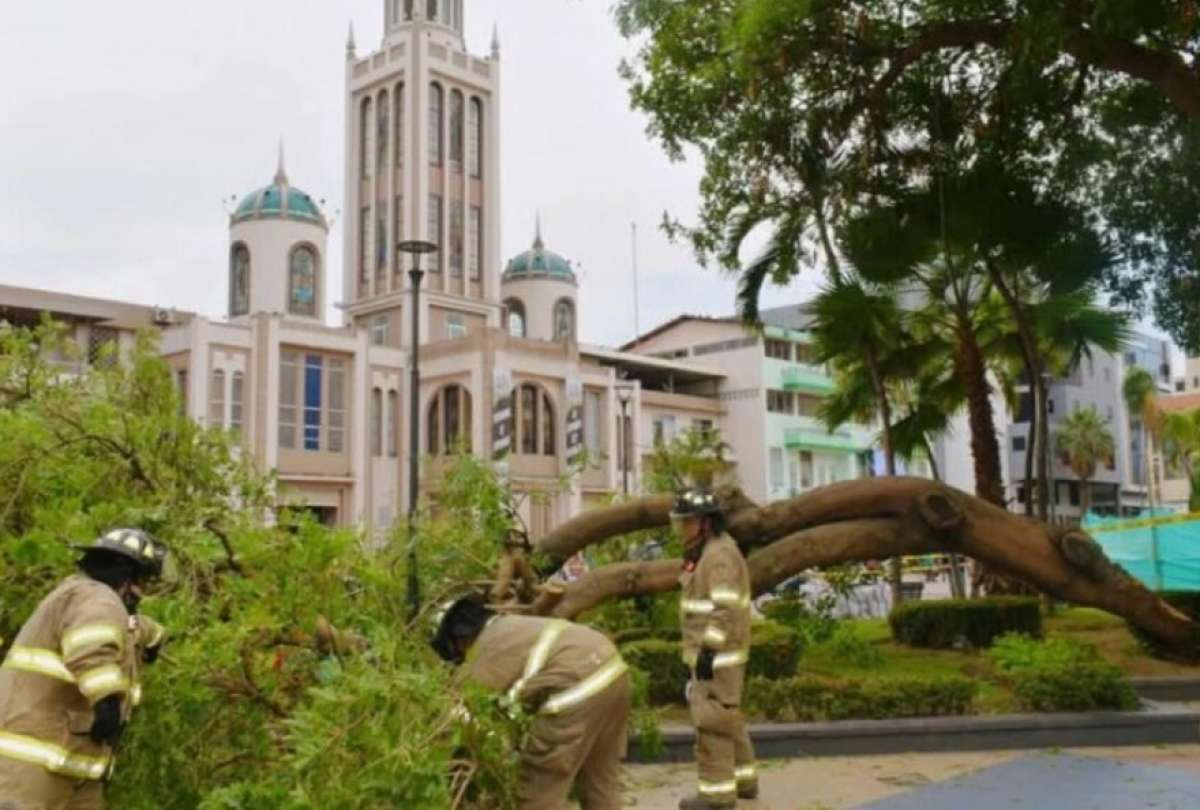 Un árbol cayó sobre una carpa de donación de sangre en Machala