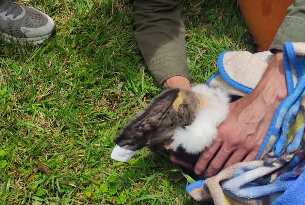 Cóndor andino fue rescatado en Cuenca