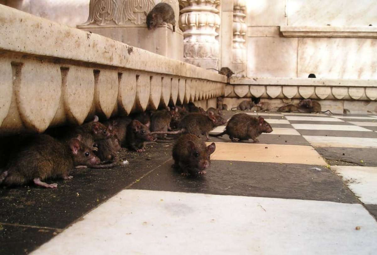 Ratas y cucarachas en el Ministerio de Defensa
