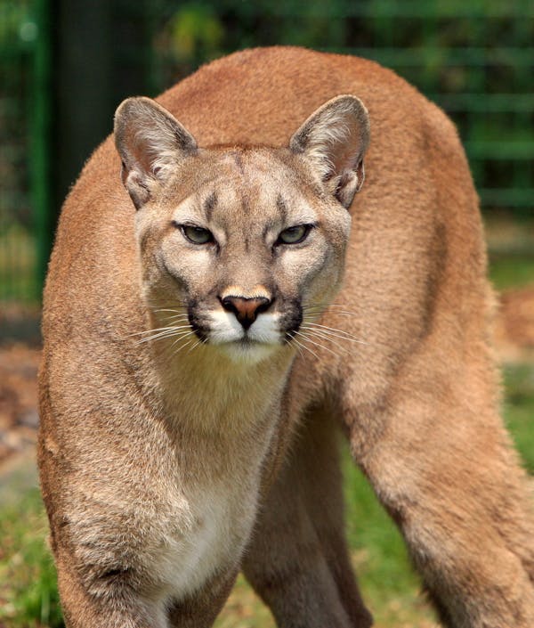 Hallan un puma en el baño de una casa en Huaquillas, El Oro