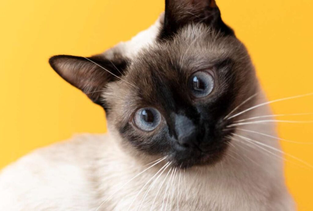 China: Gato envía por error la carta de renuncia de su dueña y la deja sin empleo 10 China: Gato envía por error la carta de renuncia de su dueña y la deja sin empleo