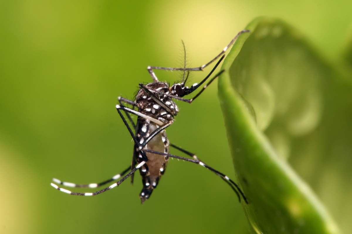Ecuador suma 10.615 casos de dengue
