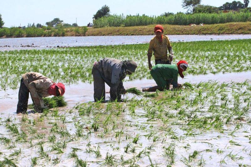 Las inundaciones en Manabí han destruido 2 mil hectáreas de cultivo