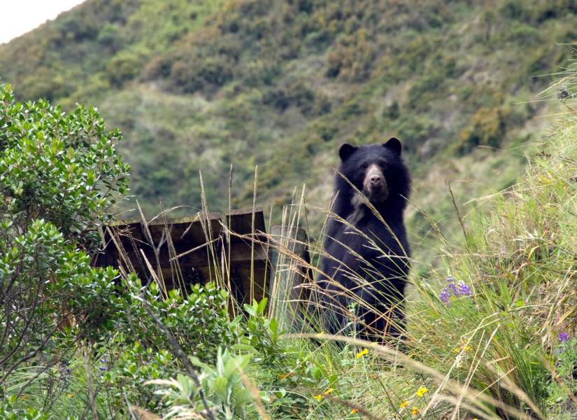 Ambiente denuncia cacería ilegal de un oso de anteojos en Morona Santiago