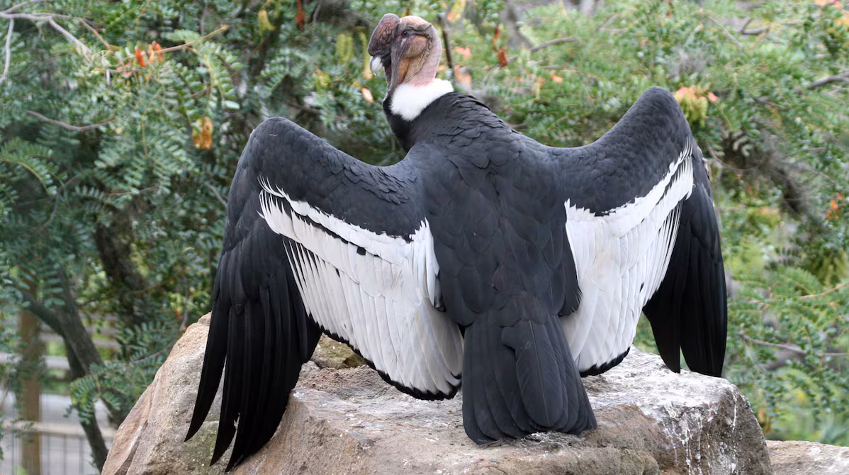 Un milagro renueva las esperanzas de conservación del cóndor en Ecuador