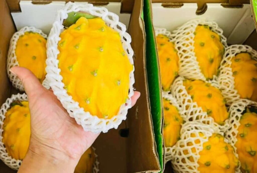 Ecuador: Tráfico de drogas en pitahaya: Dictan prisión preventiva para 13 procesados 2 Ecuador: Tráfico de drogas en pitahaya: Dictan prisión preventiva para 13 procesados