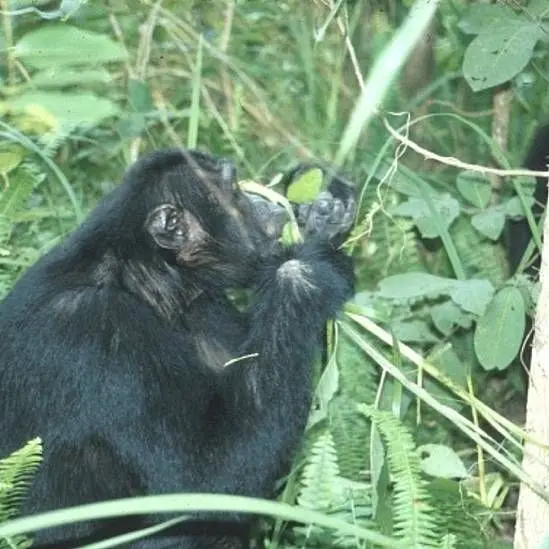 Cómo los chimpancés y otros animales se curan a sí mismos (y qué podemos aprender de ellos) 4 Cómo los chimpancés y otros animales se curan a sí mismos (y qué podemos aprender de ellos)