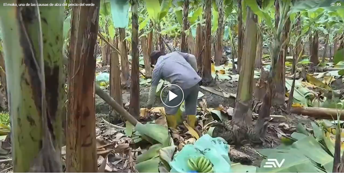 La plaga del moko afecta cultivos de plátano en Ecuador y encarece el precio