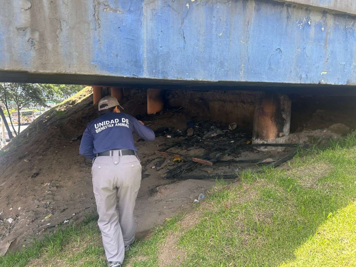 ¡Horripilante! Perrita fue quemada viva en el norte de Quito