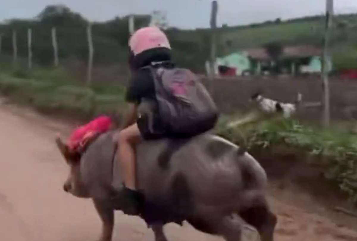 ¡Oink, oink y al colegio! Niña brasileña se vuelve viral por ir a clases montada en un cerdo
