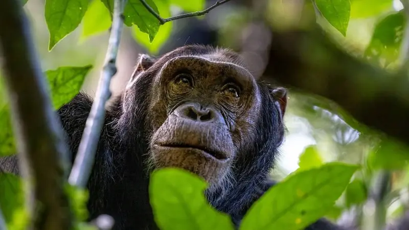 Cómo los chimpancés y otros animales se curan a sí mismos (y qué podemos aprender de ellos) 3 Cómo los chimpancés y otros animales se curan a sí mismos (y qué podemos aprender de ellos)