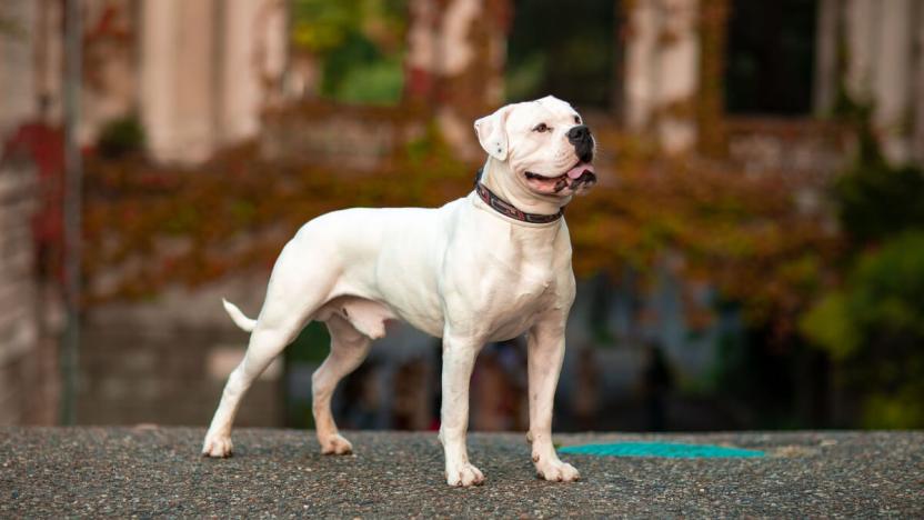 Municipio de Guayaquil abrió proceso contra la dueña de un perro pitbull que atacó a una niña