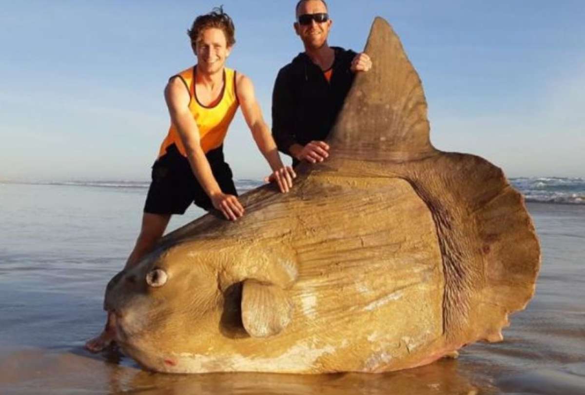 Un enorme pez luna sorprende a los visitantes de una playa en Oregon
