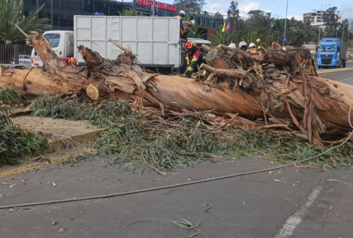 ¡Precaución! Av. Interoceánica está parcialmente cerrada por caída de árbol