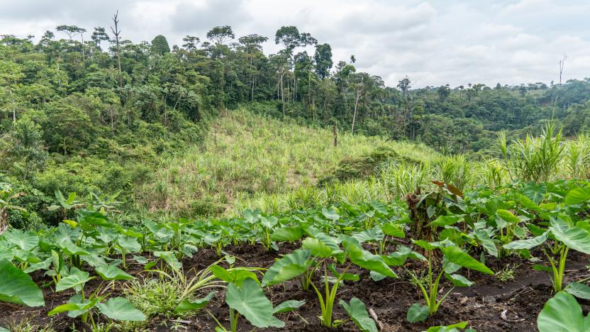 Ecuador destaca avances en conservación de bosques y manejo sostenible de territorio 1 Ecuador destaca avances en conservación de bosques y manejo sostenible de territorio