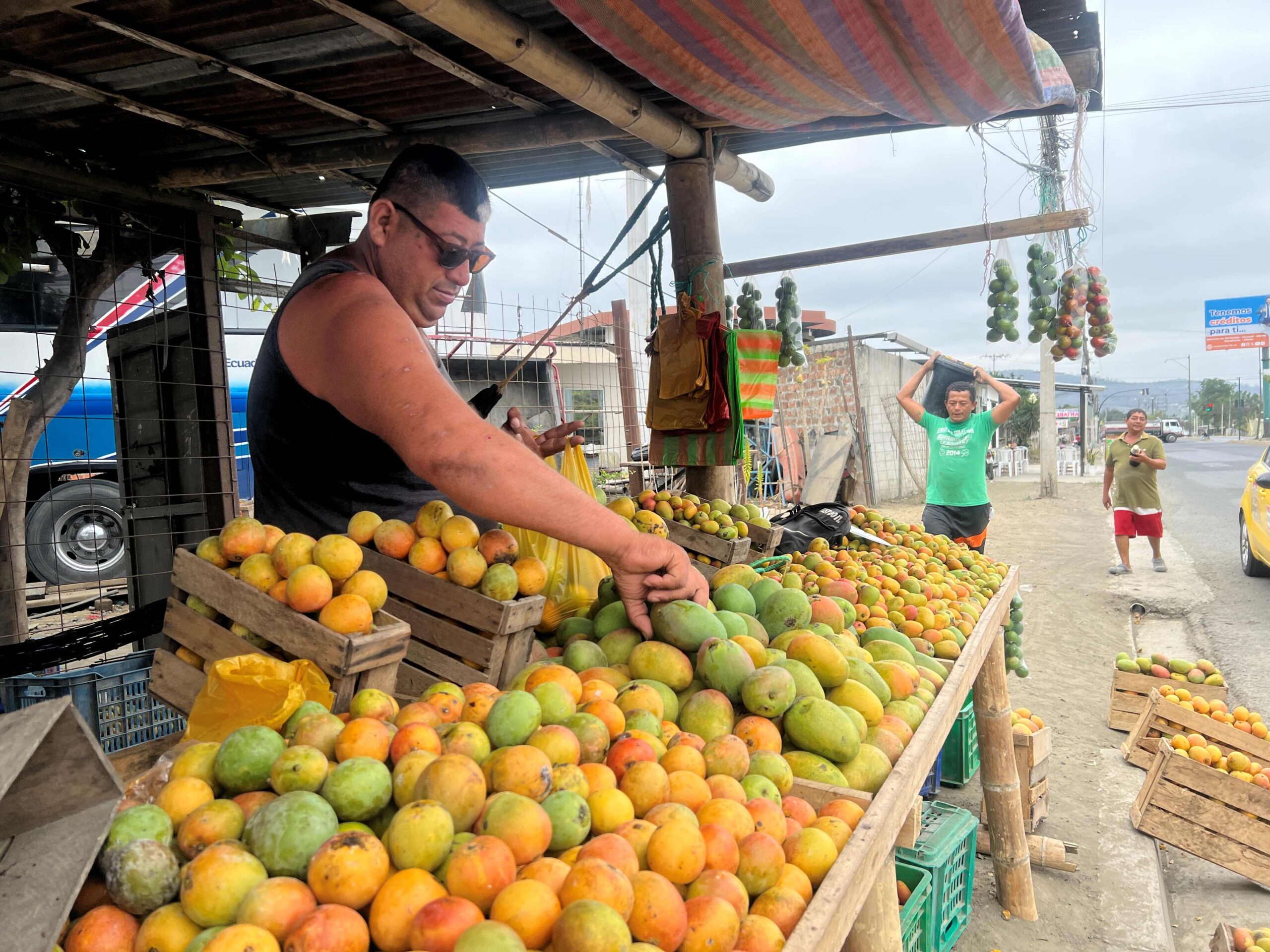 La cosecha de mango bajó un 50 % este año por las “heladas”, según los agricultores