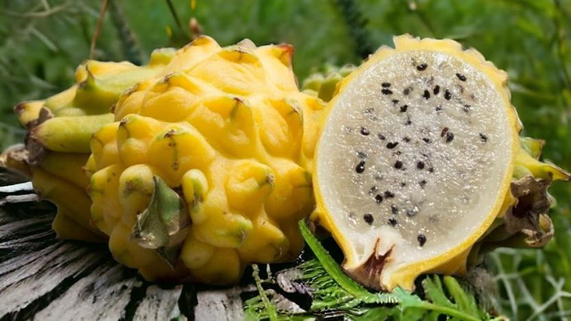 La Pitahaya ecuatoriana volverá a ser comercializada en Perú, tras un acuerdo de reapertura