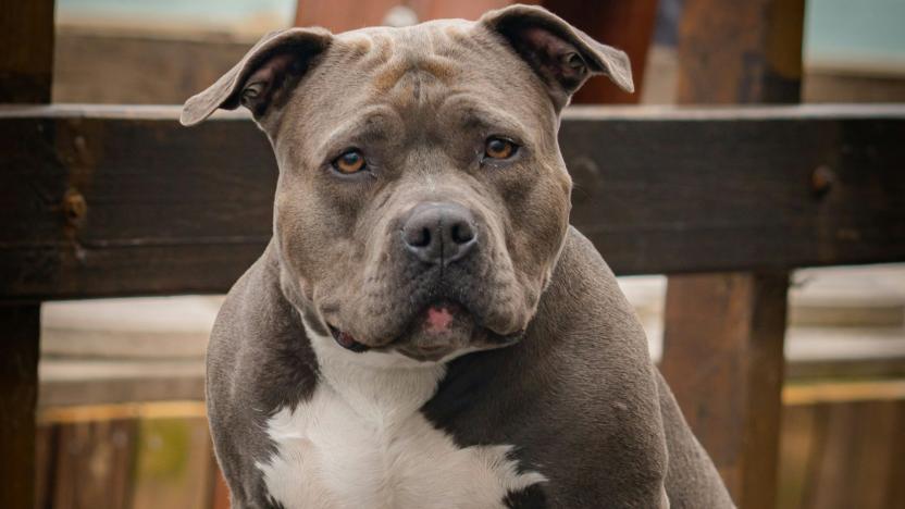 Perro pitbull ataca a niño en Union Square en Nueva York; hombres lograron salvarlo