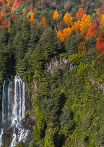 ¡Imágenes! Estas son tres noticias positivas que dejó el 2025 en el mundo 3 Disminución de la pérdida de bosques:
. En 2025 se registró una disminución de más del 50% de la pérdida de bosques en el mundo desde 1990, según datos de la Evaluación de los Recursos Forestales Mundiales de la Organización de las Naciones Unidas para la Alimentación y la Agricultura (FAO).
. Además, el informe muestra que hay planes de gestión para más de la mitad de los bosques del mundo.
. Una quinta parte de la superficie forestal del mundo está protegida legalmente.