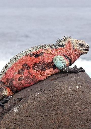 ¡Imágenes! Estas son tres noticias positivas que dejó el 2025 en el mundo 2 Protección máxima para las iguanas de las Galápagos:
Ecuador logró máxima protección para las iguanas de Galápagos, pasándolas del Apéndice II al I.
La aprobación de la propuesta se dio en la vigésima reunión de la Conferencia de las Partes de la Convención CITES, en diciembre.
Con esto, se restringe por completo el comercio de las iguanas de Galápagos en cualquier lugar del mundo y mejora los controles sobre posibles movimientos transfronterizos y frena el tráfico ilegal.