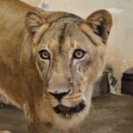 La trágica historia detrás del ataque mortal en la jaula de una leona en Brasil