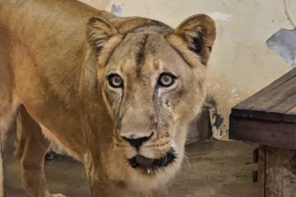 La trágica historia detrás del ataque mortal en la jaula de una leona en Brasil
