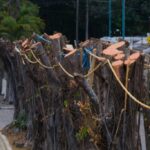 Sancionan poda de árboles sin autorización en Guayaquil