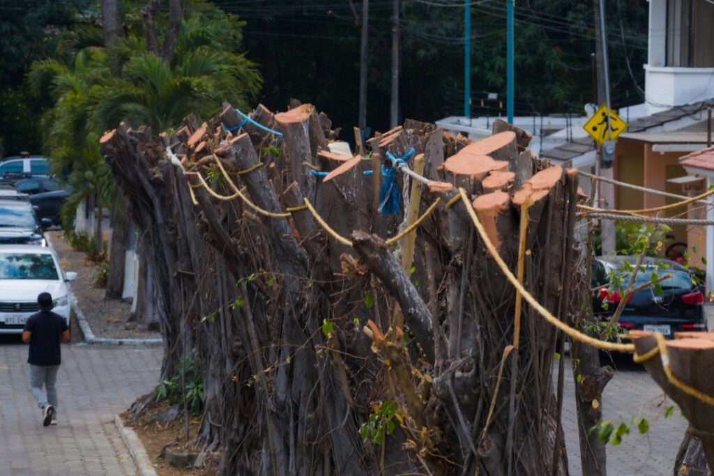 Sancionan poda de árboles sin autorización en Guayaquil 1 Sancionan poda de árboles sin autorización en Guayaquil