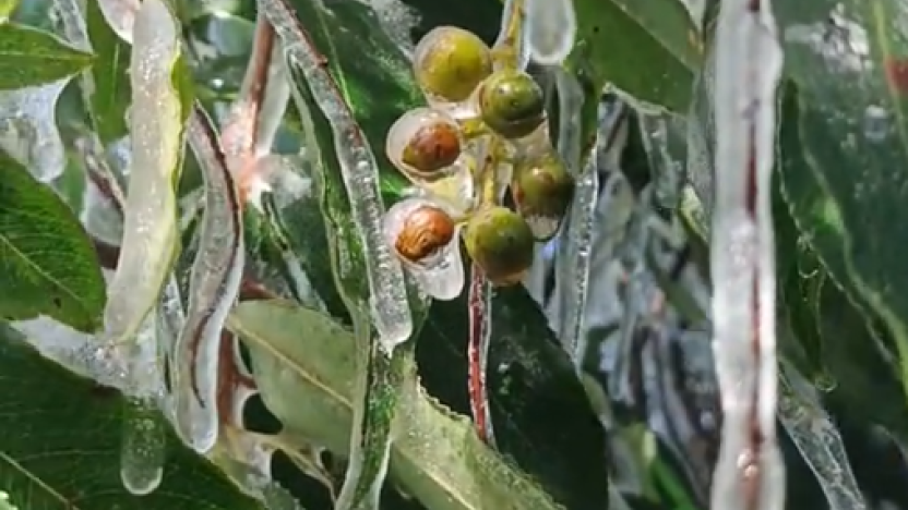 Sembríos de Chimborazo resultaron afectados por las heladas de la madrugada 1 Sembríos de Chimborazo resultaron afectados por las heladas de la madrugada