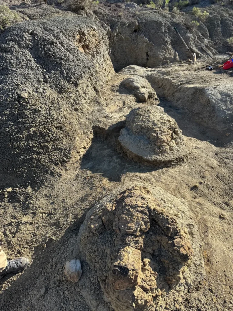 Un profesor descubrió dos huellas inusualmente grandes. Resultaron ser algo sin precedentes para la ciencia excavated trackway credit tyler lyson 20260924105832153