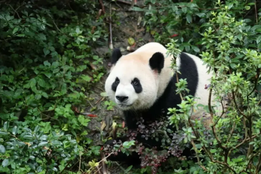 "Diplomacia panda": llegan a EE.UU. dos osos de China con una gran responsabilidad sobre sus hombros ping ping