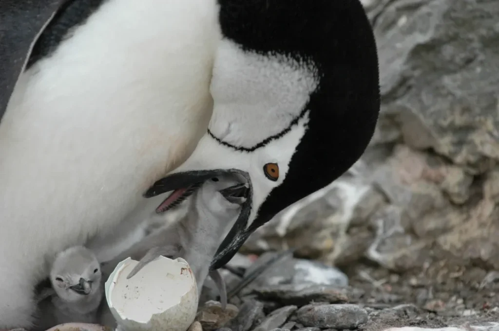 La mayor colonia de pingüinos del mundo pierde más de medio millón de ejemplares pingui2
