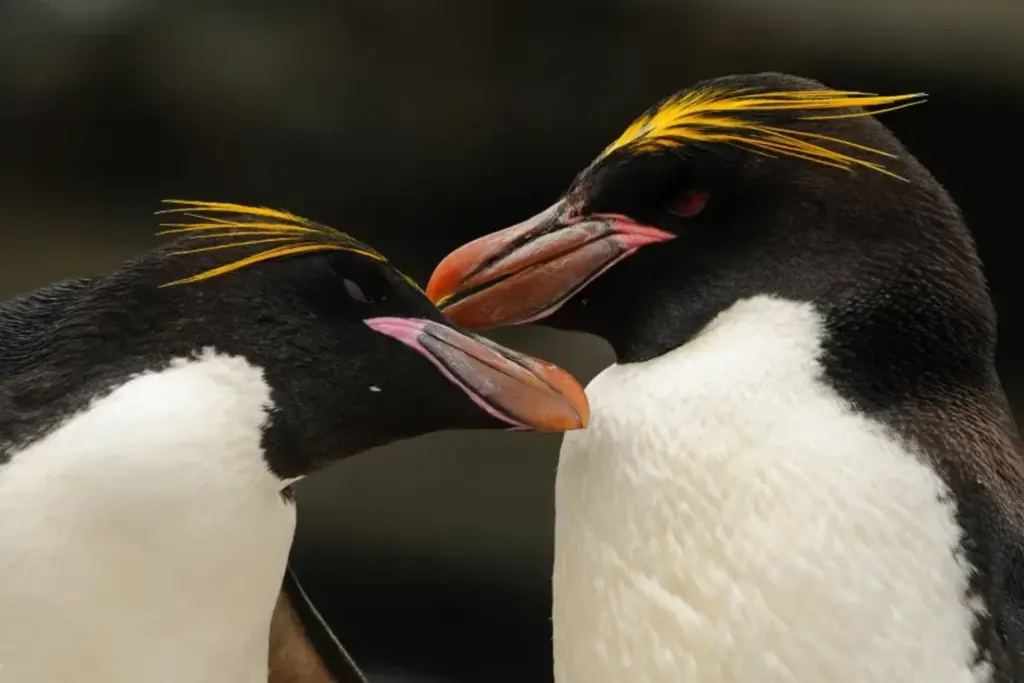 La mayor colonia de pingüinos del mundo pierde más de medio millón de ejemplares pingui3
